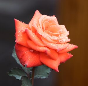 rose, orange rose, beautiful flowers, orange flower, flower background, flower, bloom, blossom, botany, flora, garden, nature, flower wallpaper, rose flower, dewdrops, water drops